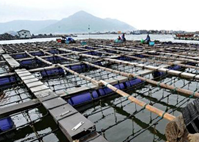  海鮮養(yǎng)殖應用方案